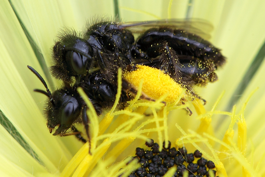 Panurgus sp. (Apidae Andreninae)
